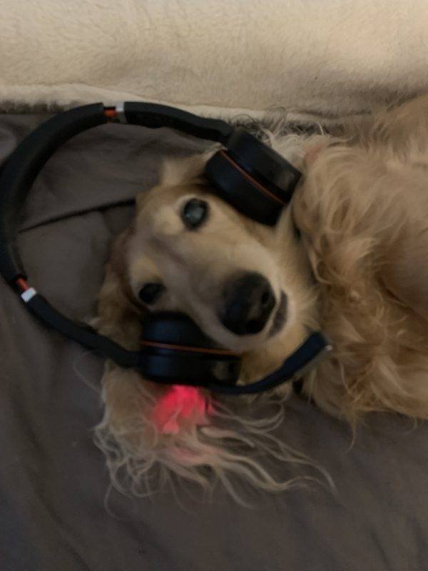 Cute Pets (38 pics)