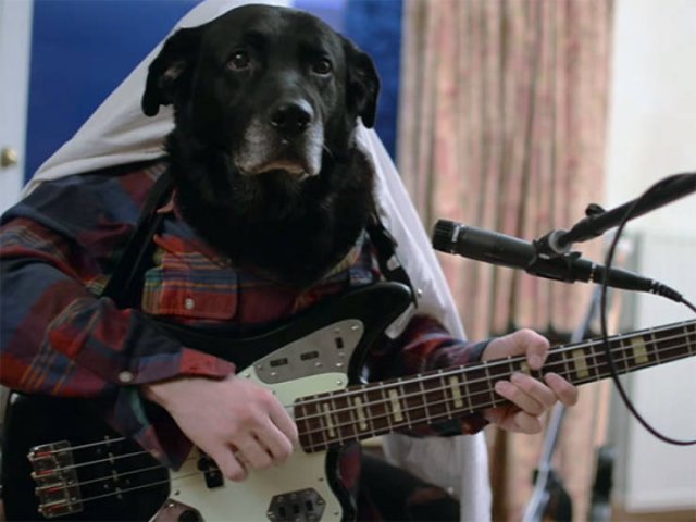 Funny Dogs (22 pics)