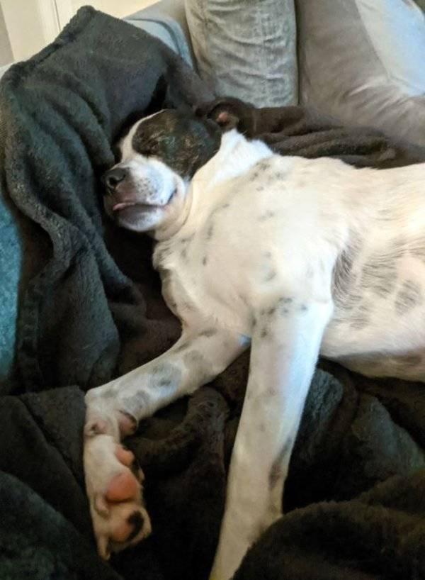 Cute Pets (38 pics)