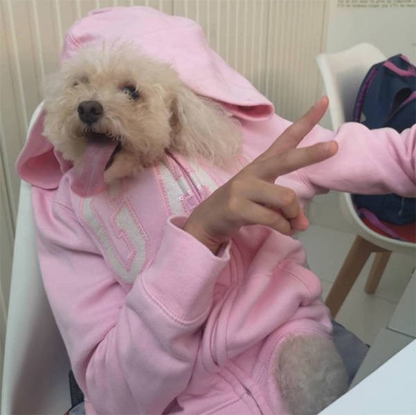 Funny Dogs (22 pics)