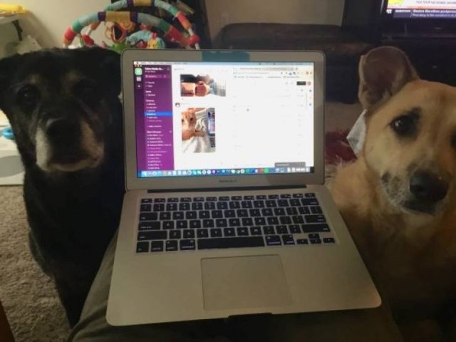 Cute Pets (38 pics)