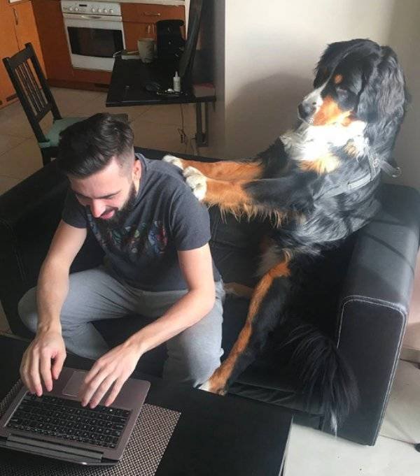 Cute Pets (38 pics)