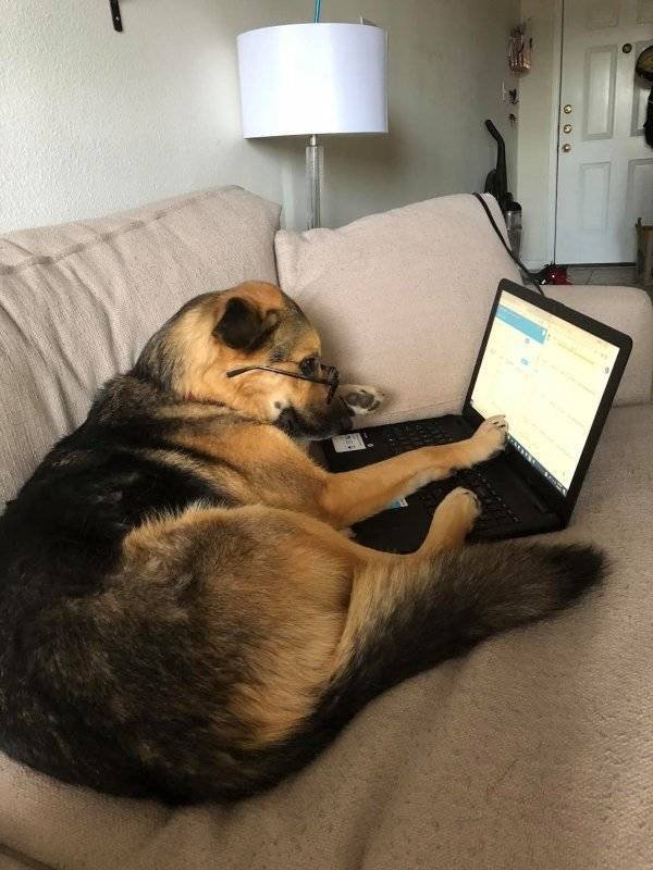 Cute Pets (38 pics)