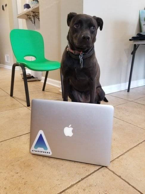 Cute Pets (38 pics)