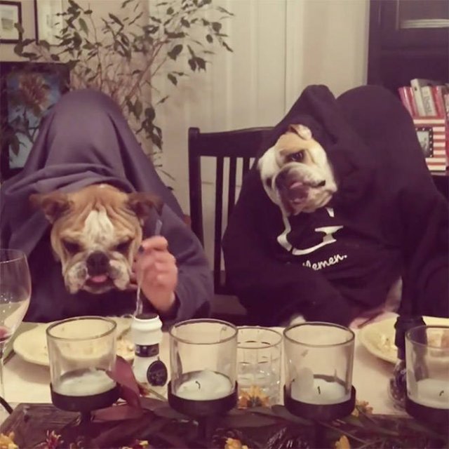 Funny Dogs (22 pics)