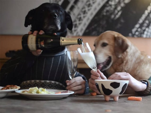 Funny Dogs (22 pics)