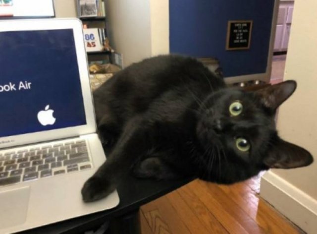 Cute Pets (38 pics)