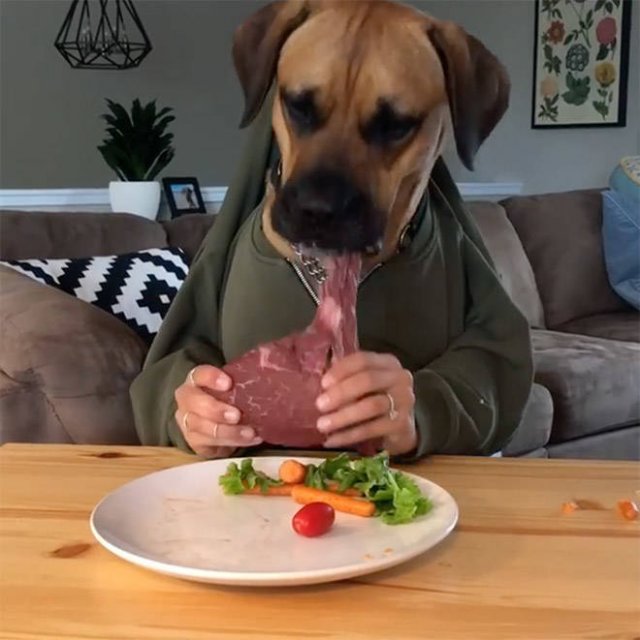 Funny Dogs (22 pics)