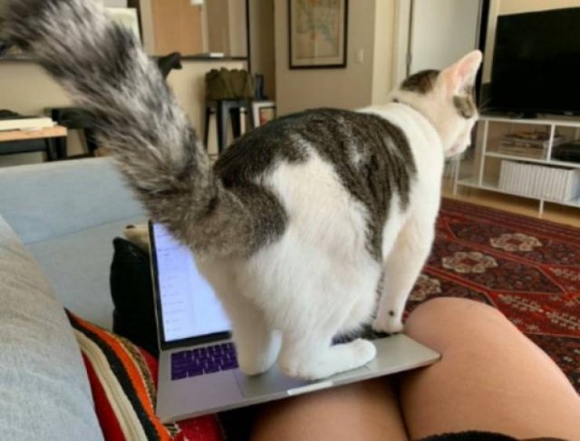 Cute Pets (38 pics)