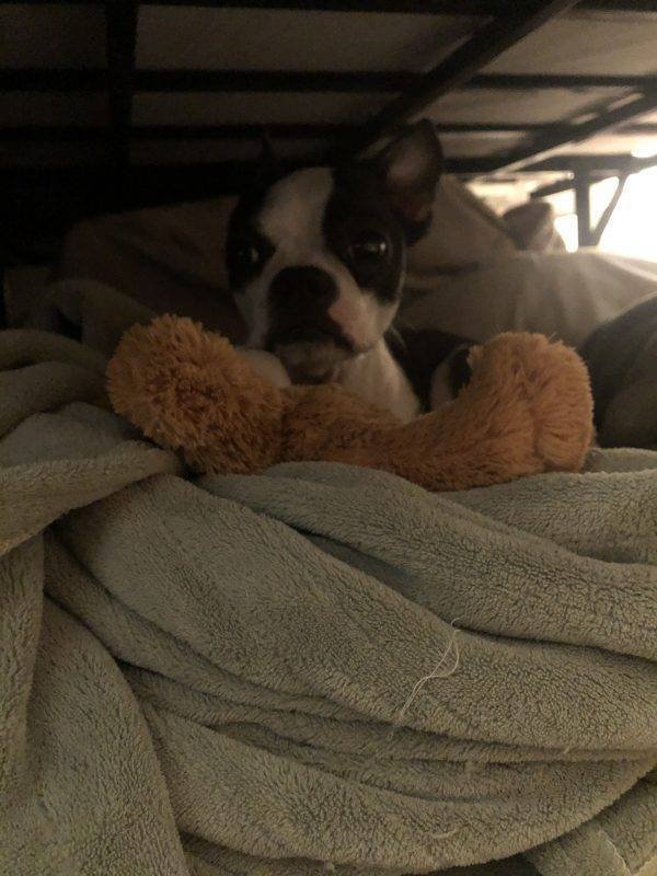 Cute Pets (38 pics)