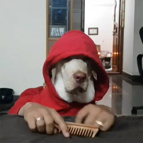 Funny Dogs (22 pics)