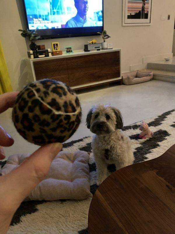 Cute Pets (38 pics)