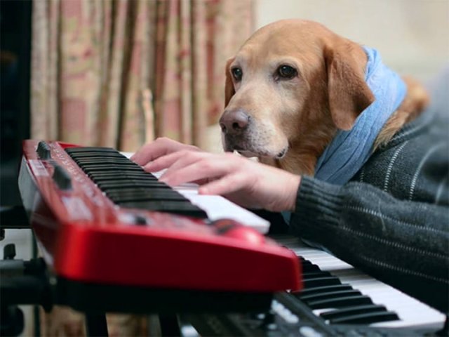 Funny Dogs (22 pics)