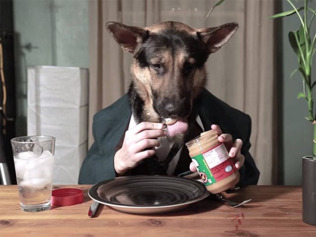Funny Dogs (22 pics)