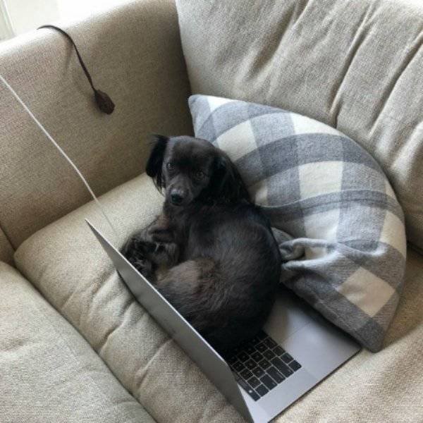 Cute Pets (38 pics)