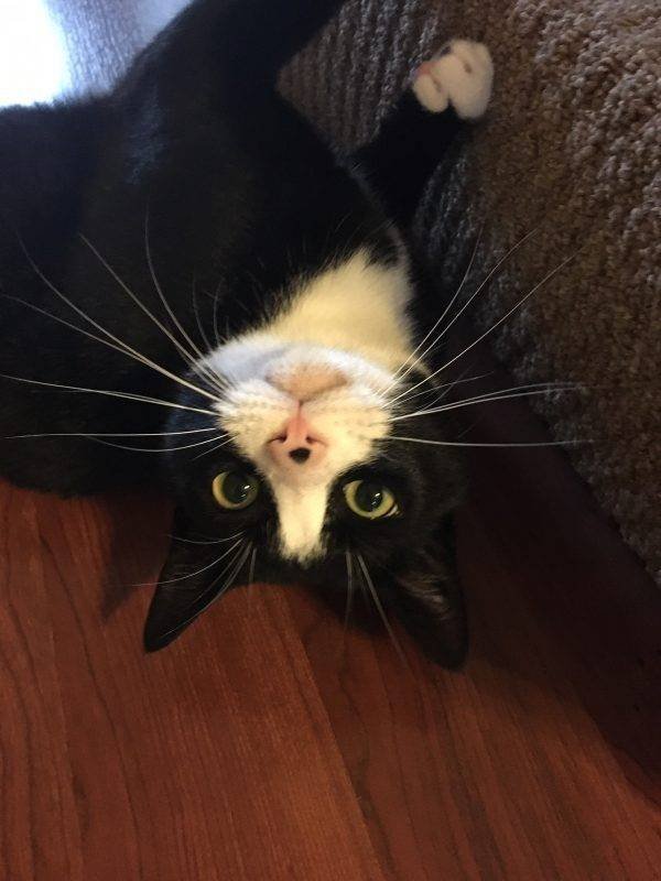 Cute Pets (38 pics)