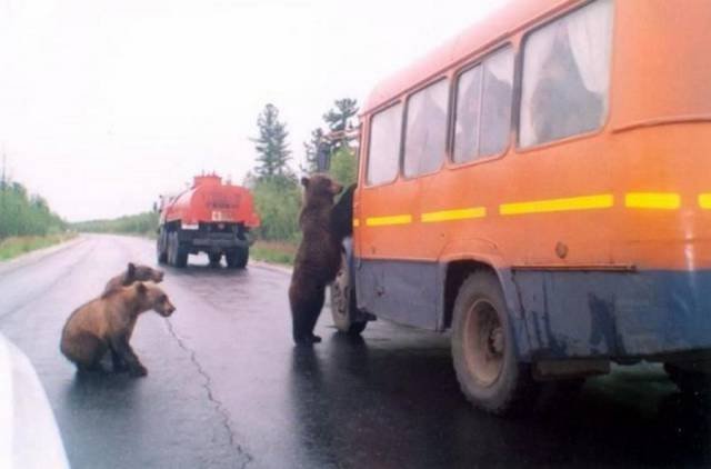 Strange Photos From Russia (40 pics)