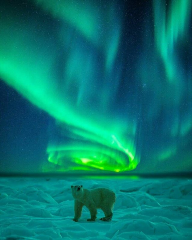 Awesome Moments And Photos (47 pics)