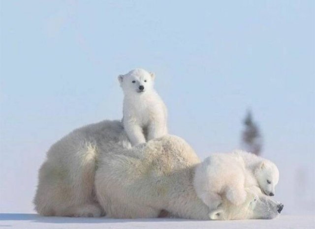 Awesome Moments And Photos (47 pics)