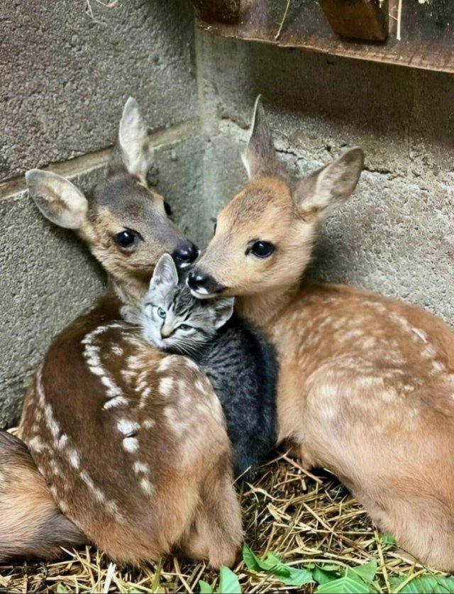 Awesome Moments And Photos (47 pics)