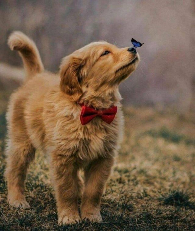 Awesome Moments And Photos (47 pics)