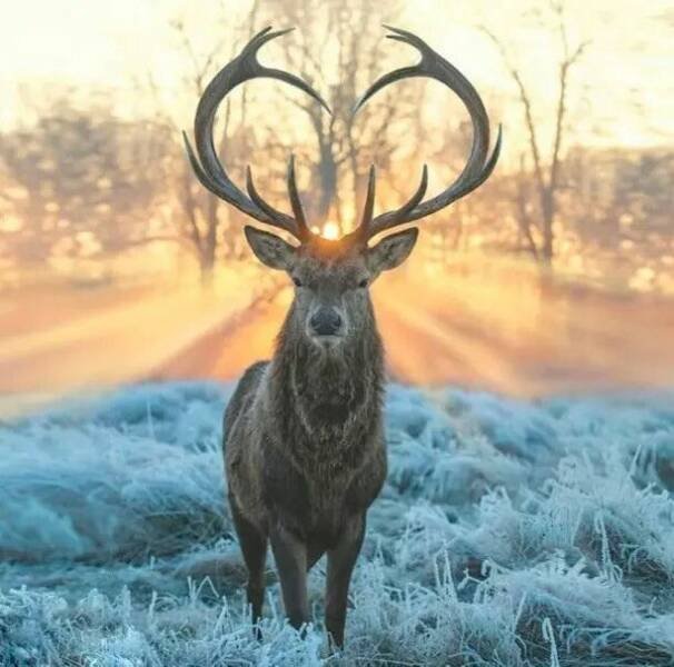 Awesome Moments And Photos (47 pics)