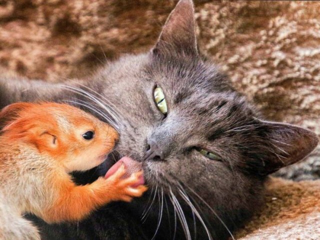 Awesome Moments And Photos (47 pics)