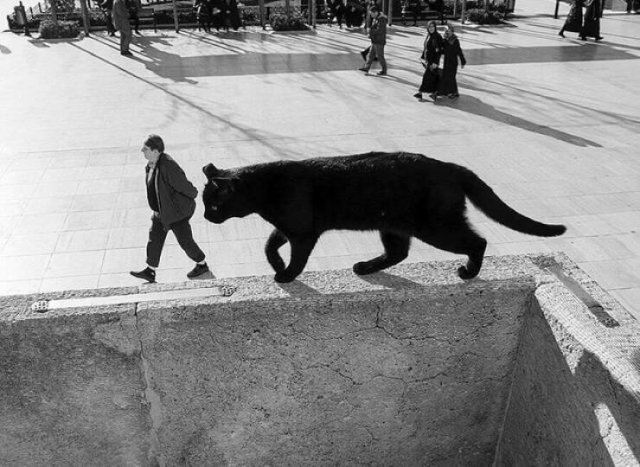 Look Twice (45 pics)