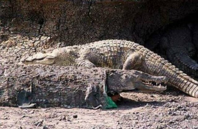 Look Twice (45 pics)