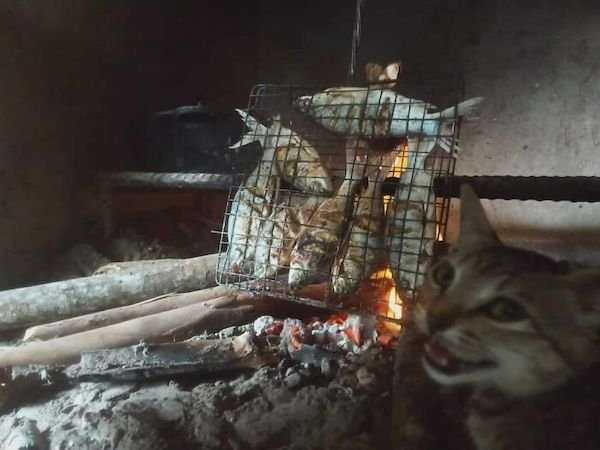 Funny Cats (36 pics)