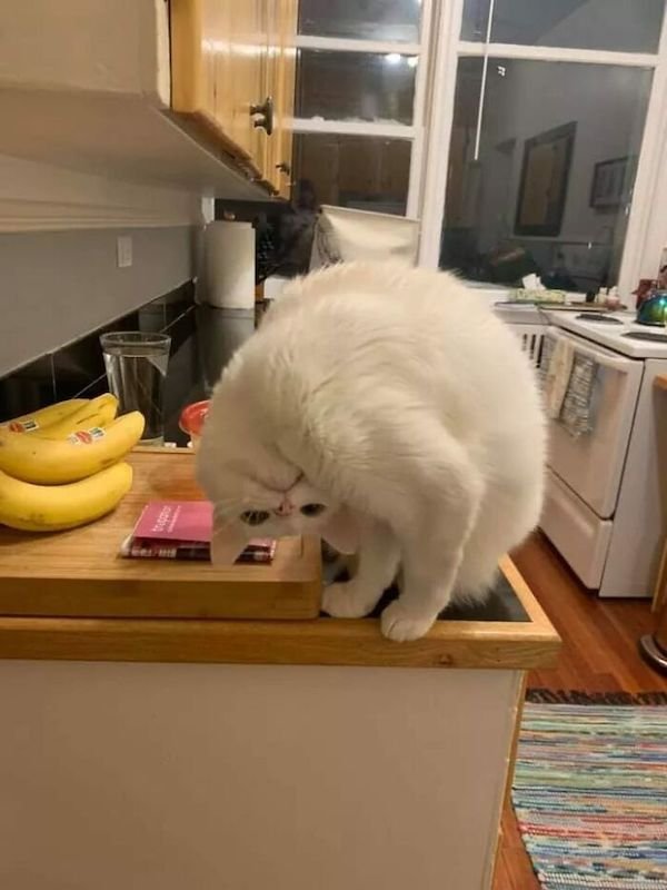 Funny Cats (36 pics)