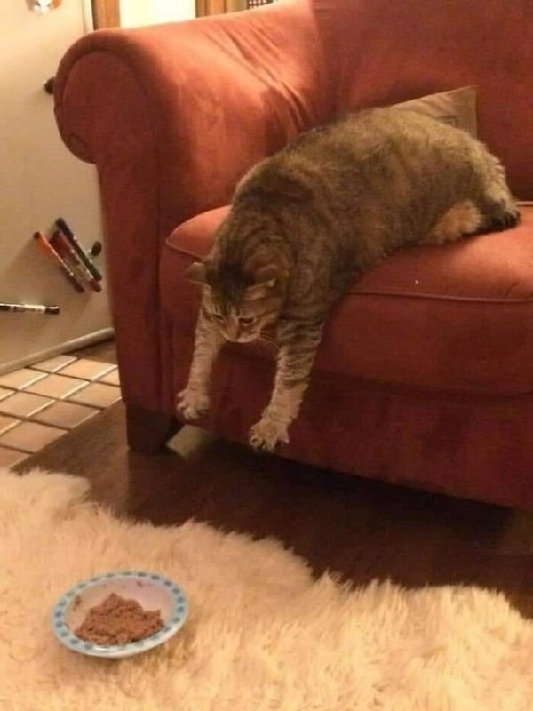 Funny Cats (36 pics)