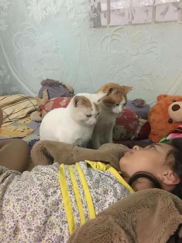 Funny Cats (36 pics)
