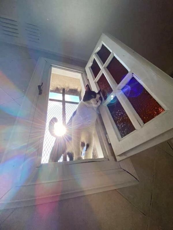Funny Cats (36 pics)