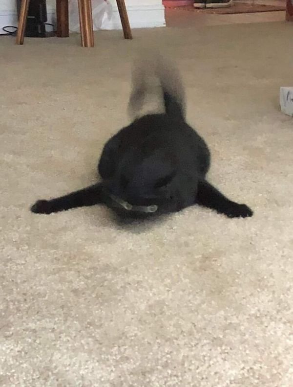 Funny Cats (36 pics)