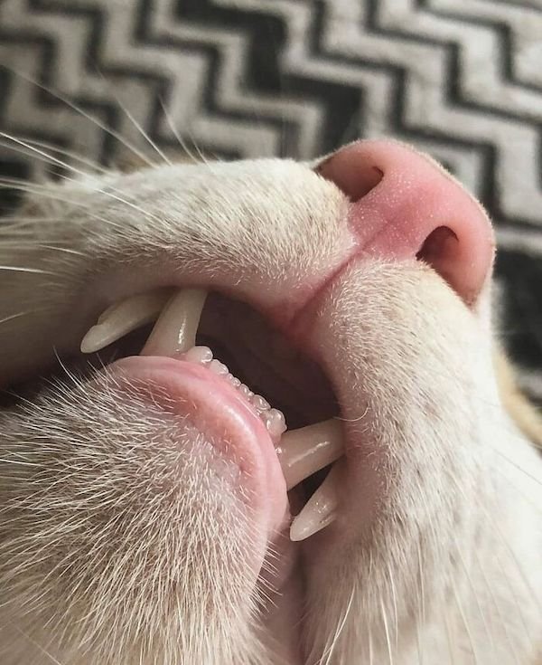 Funny Cats (36 pics)