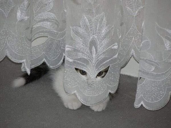 Funny Cats (36 pics)