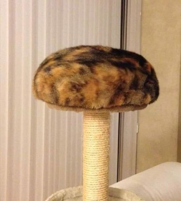 Funny Cats (36 pics)