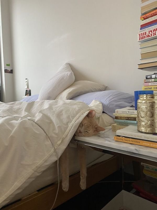Funny Cats (36 pics)