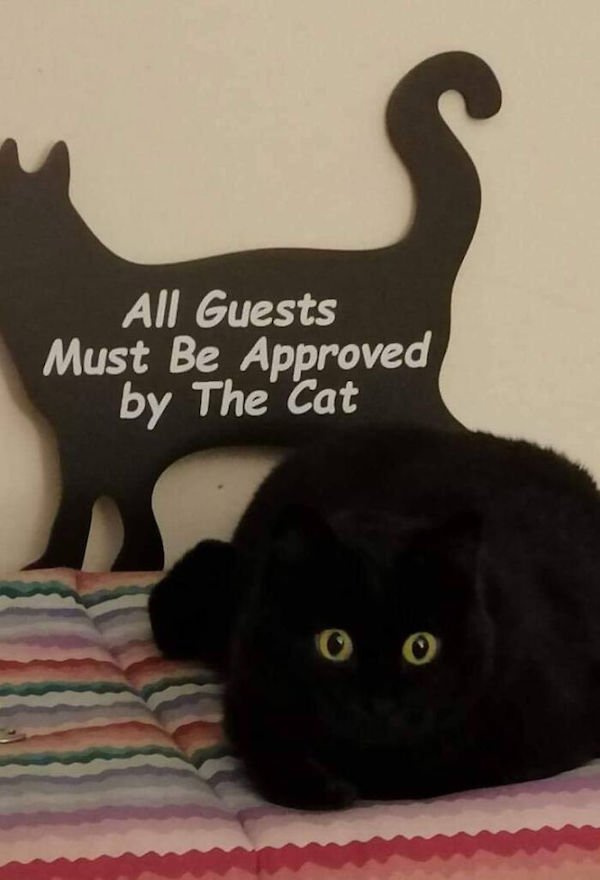 Funny Cats (36 pics)