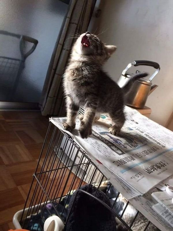 Funny Cats (36 pics)