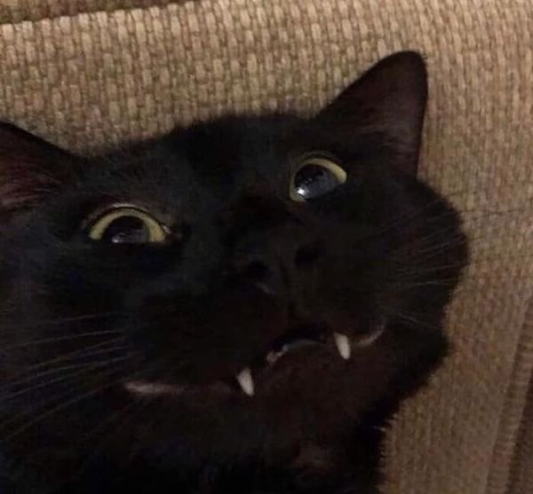 Funny Cats (36 pics)
