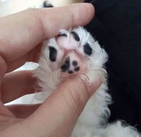Funny Cats (36 pics)
