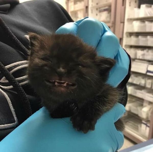 Funny Cats (36 pics)