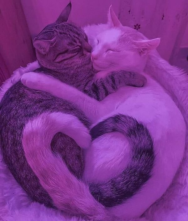 Funny Cats (36 pics)