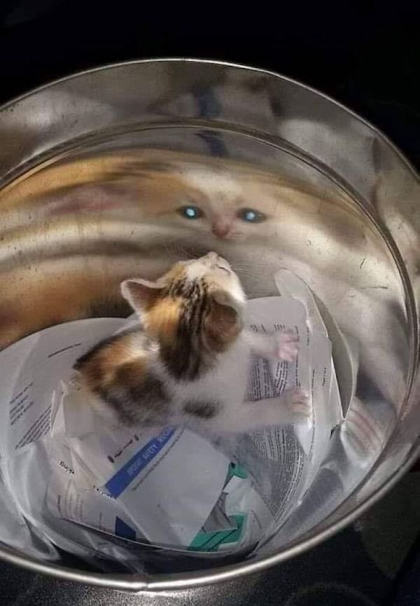 Funny Cats (36 pics)