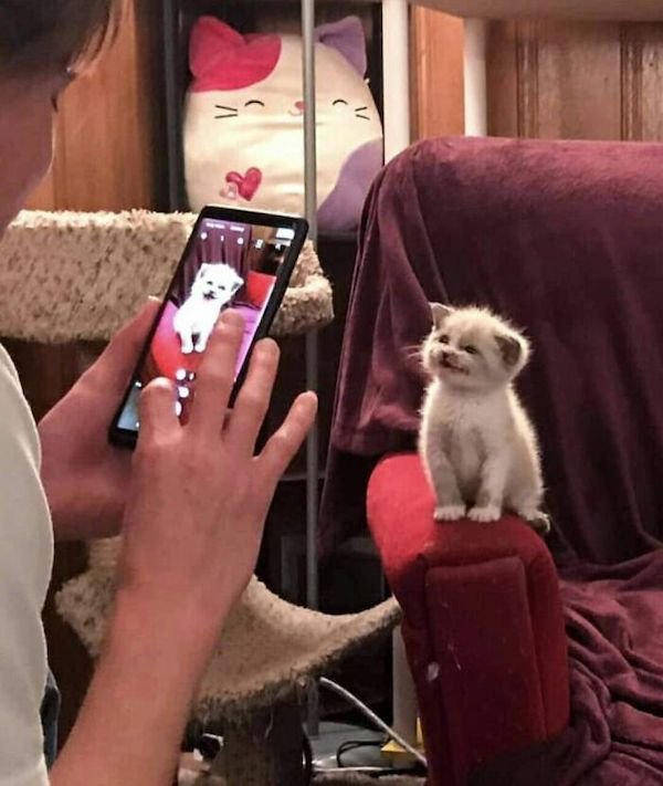 Funny Cats (36 pics)