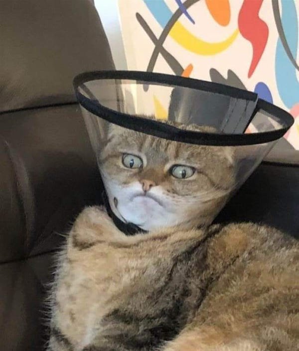 Funny Cats (36 pics)