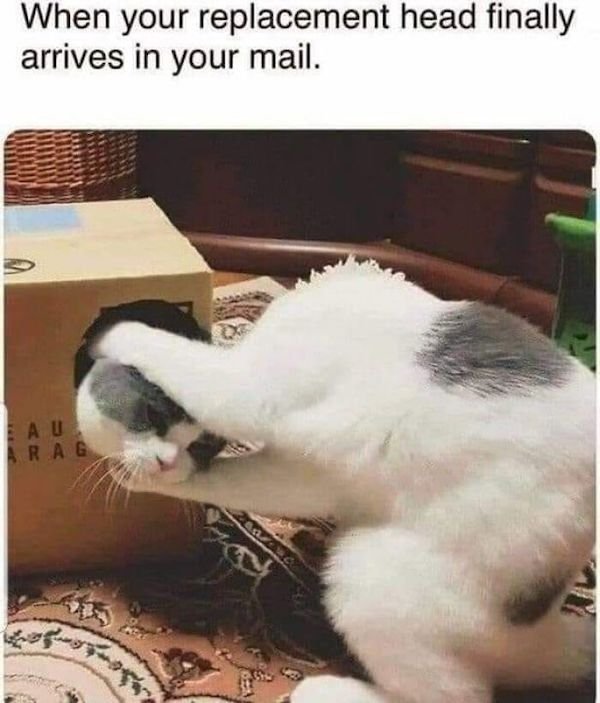Funny Cats (36 pics)