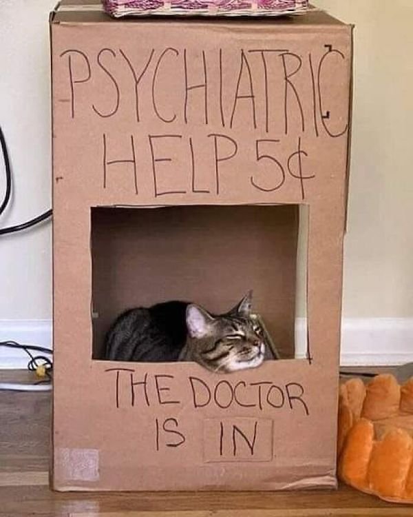 Funny Cats (36 pics)